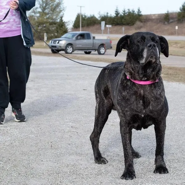 Train Right! Cotton Web Dog Training Leash
